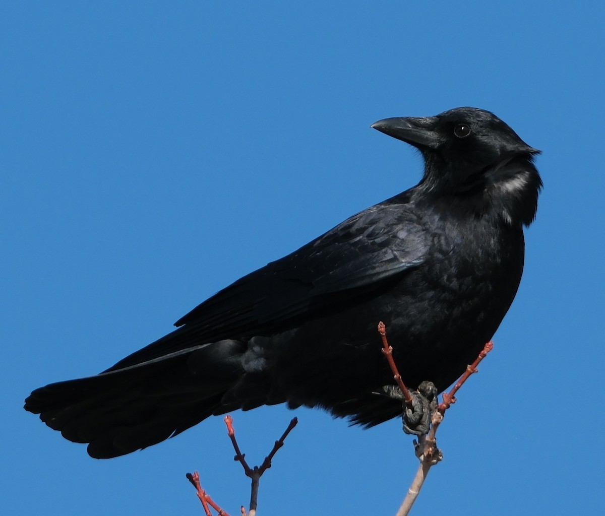 American Crow - ML645236867