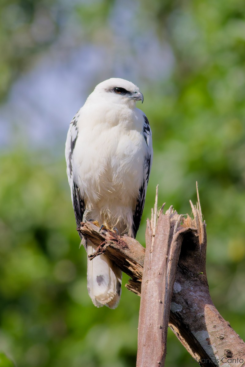 White Hawk - ML645236868