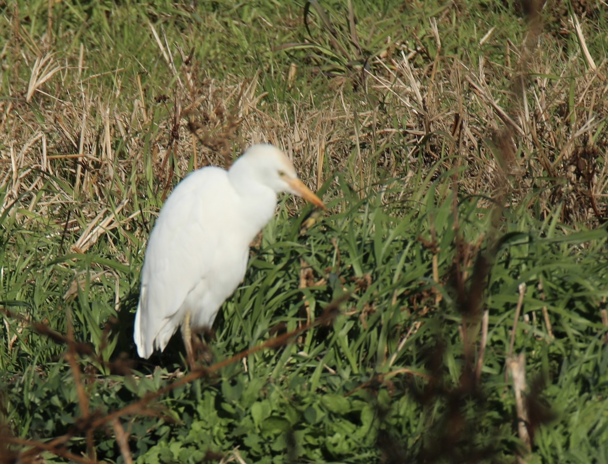 Western Cattle-Egret - ML645236882