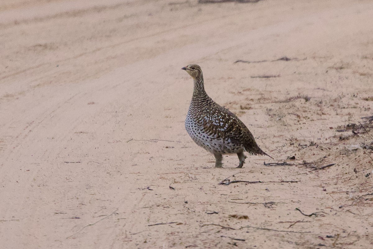 Sharp-tailed Grouse - ML645236888
