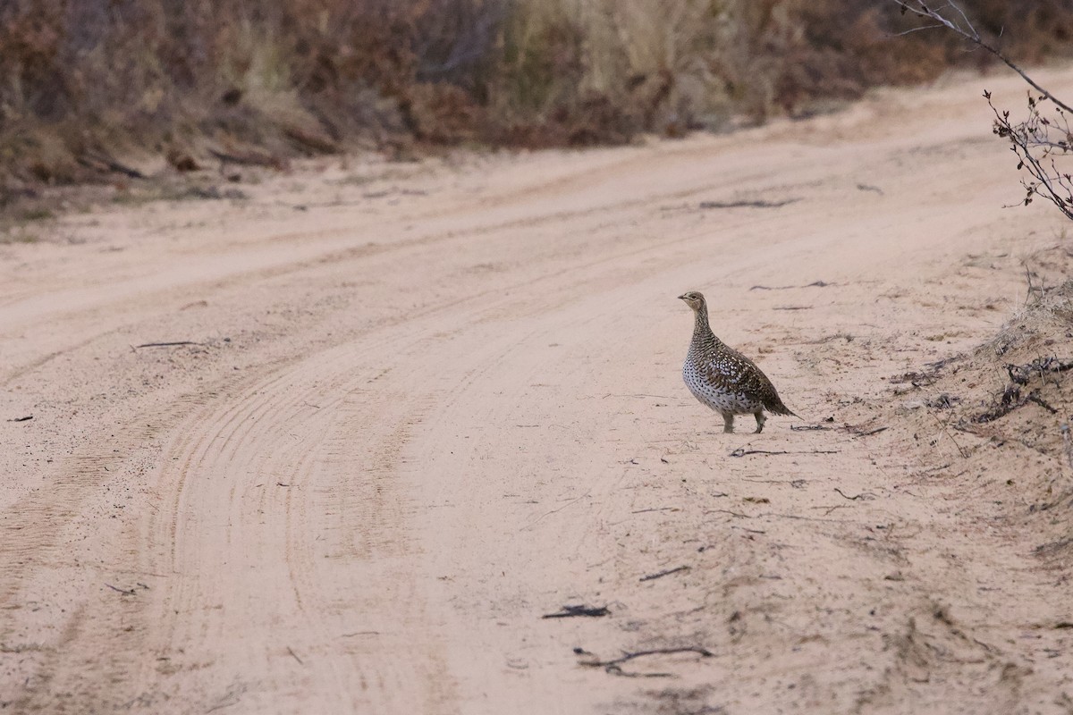 Sharp-tailed Grouse - ML645236889