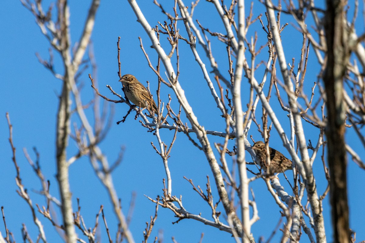 Vesper Sparrow - ML645236891