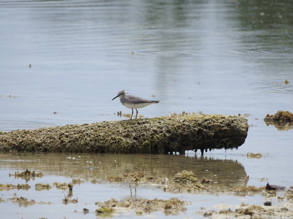 黃足鷸 - ML645236899