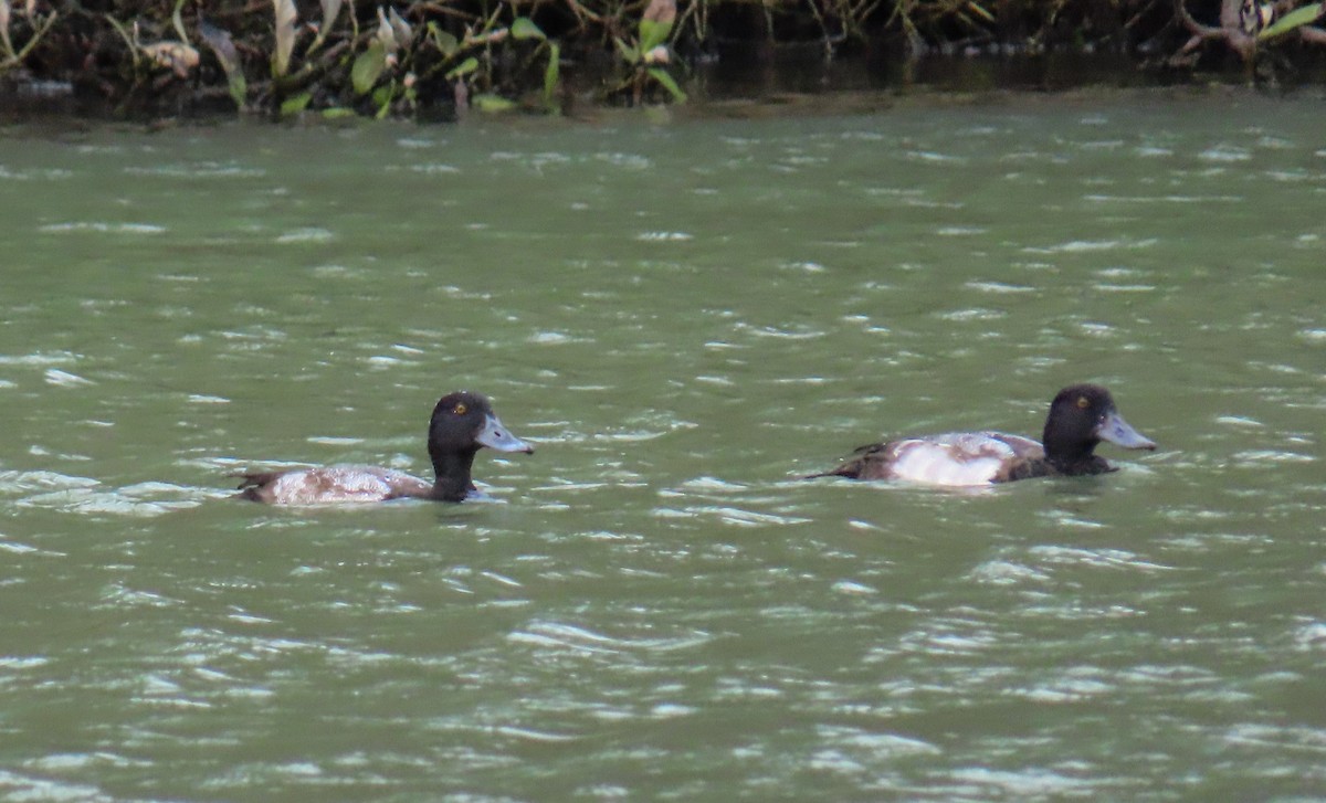 小斑背潛鴨 - ML645236901