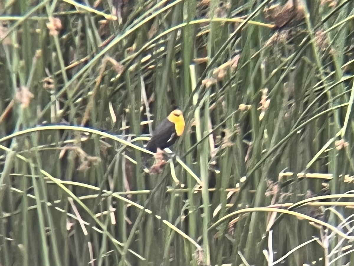 Yellow-headed Blackbird - ML645236902
