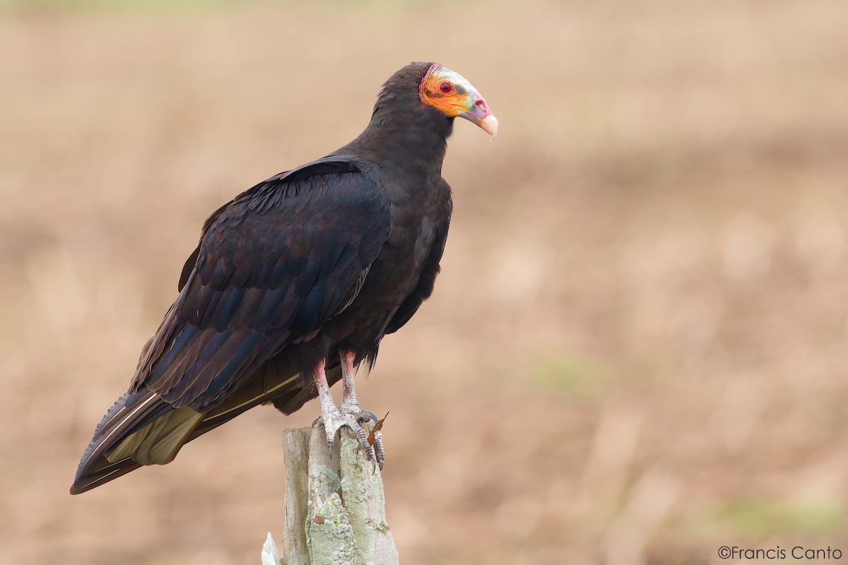 Lesser Yellow-headed Vulture - ML645236915