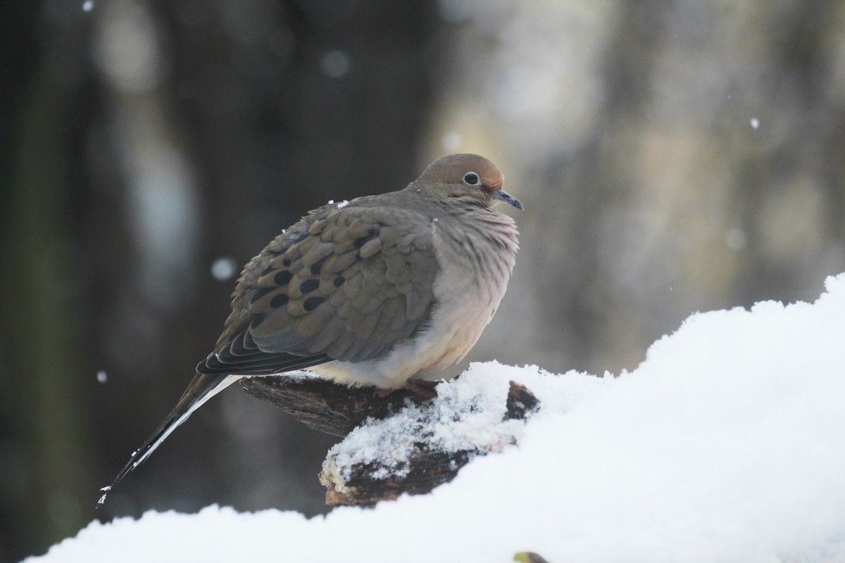 Mourning Dove - ML645236916