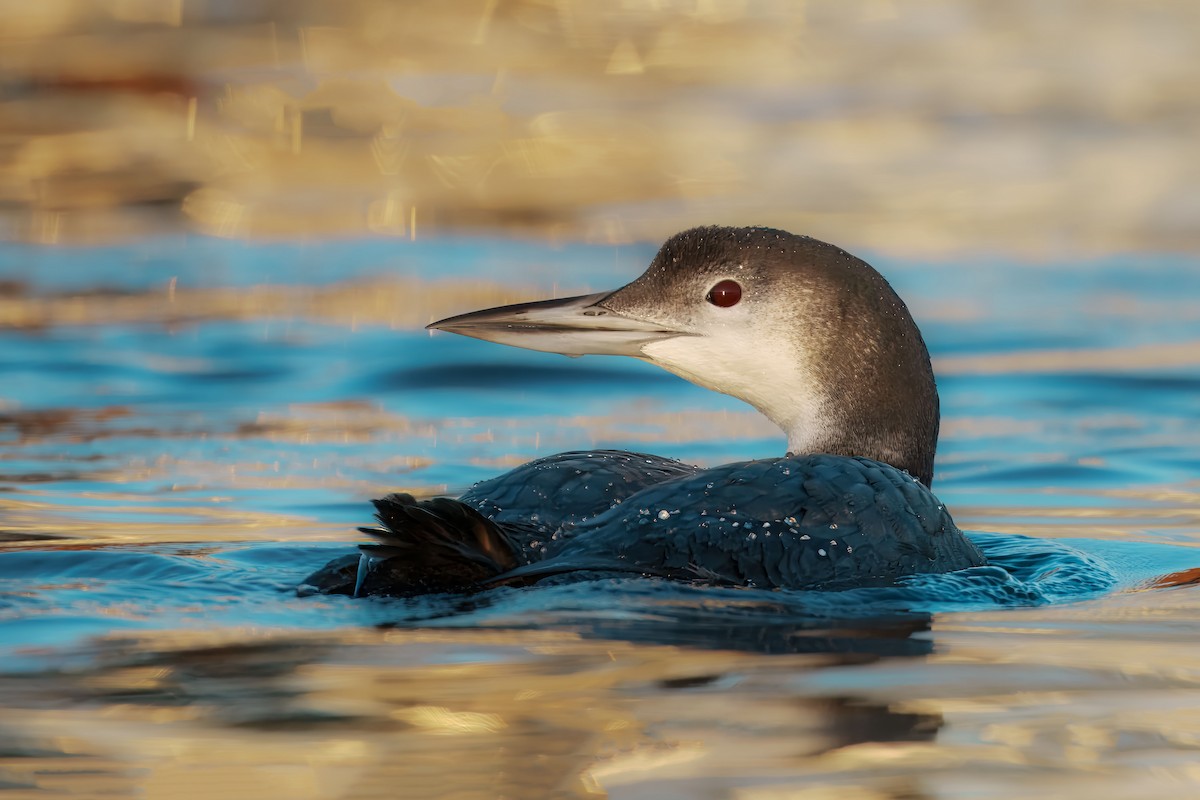 Common Loon - ML645236918