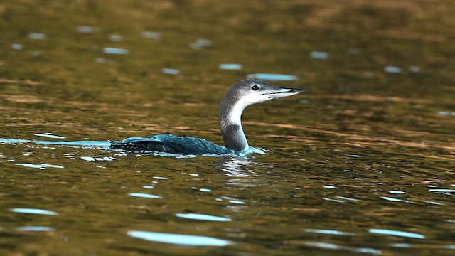 Common Loon - ML645236919