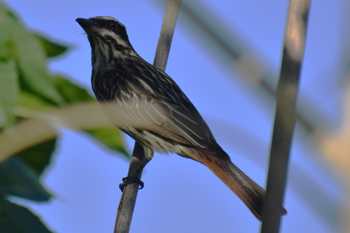 Streaked Flycatcher - ML645236920