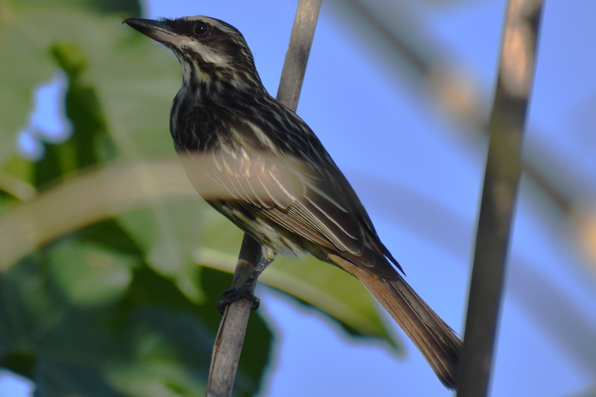 Streaked Flycatcher - ML645236921