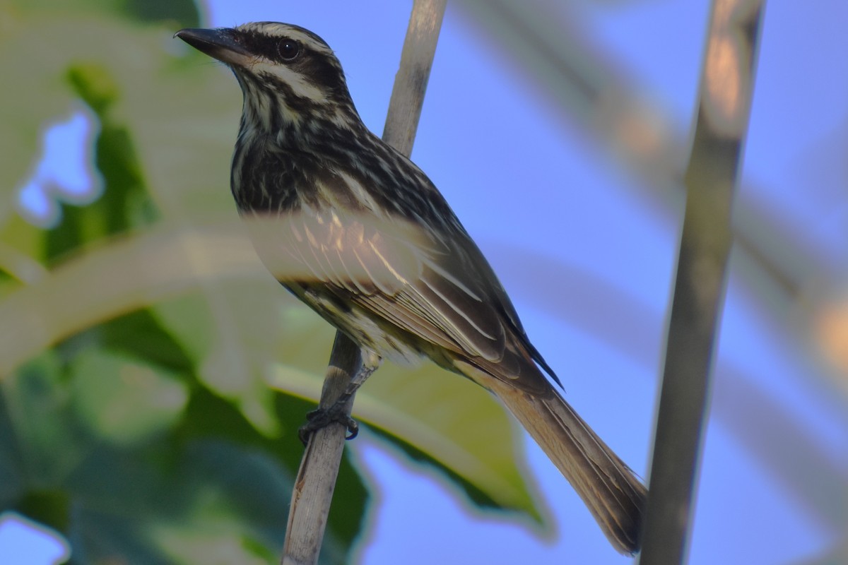 Streaked Flycatcher - ML645236922