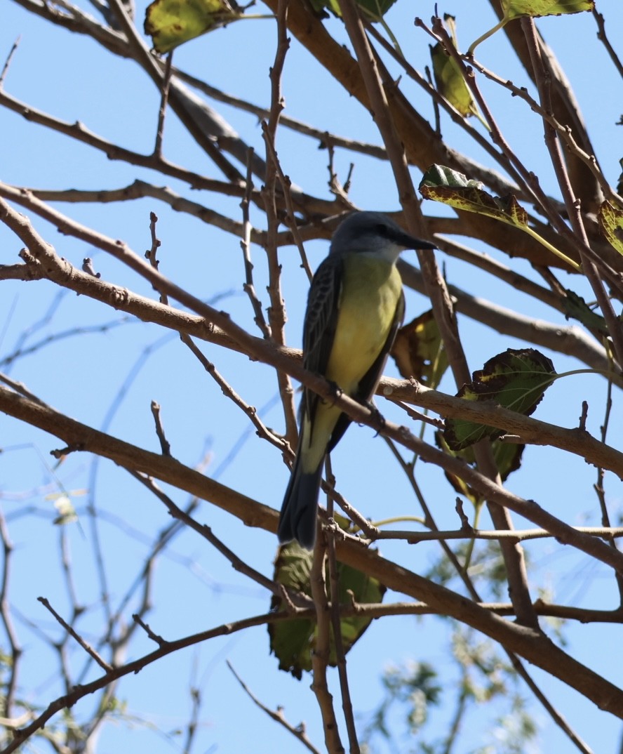 Tropical Kingbird - ML645236928