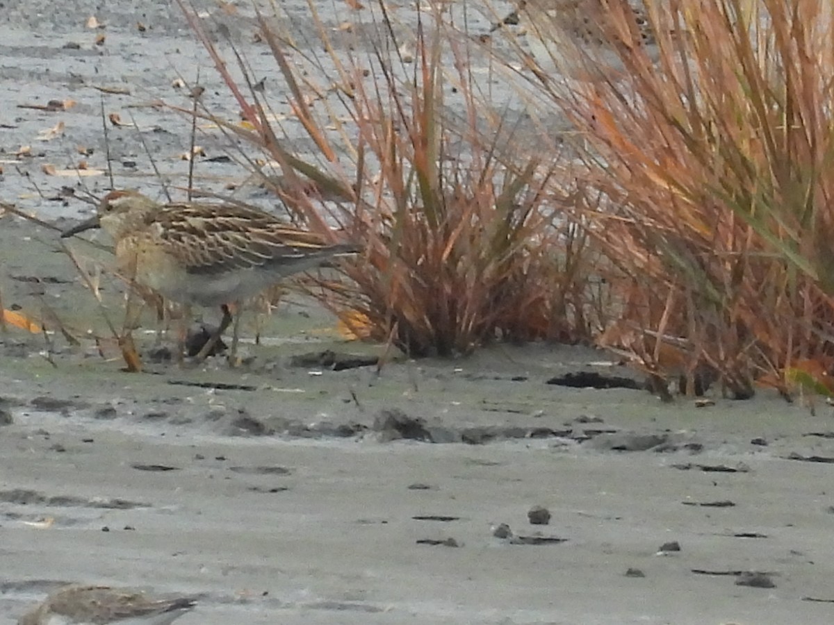 尖尾濱鷸 - ML645236929