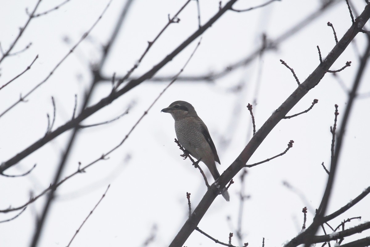Northern Shrike - ML645236930
