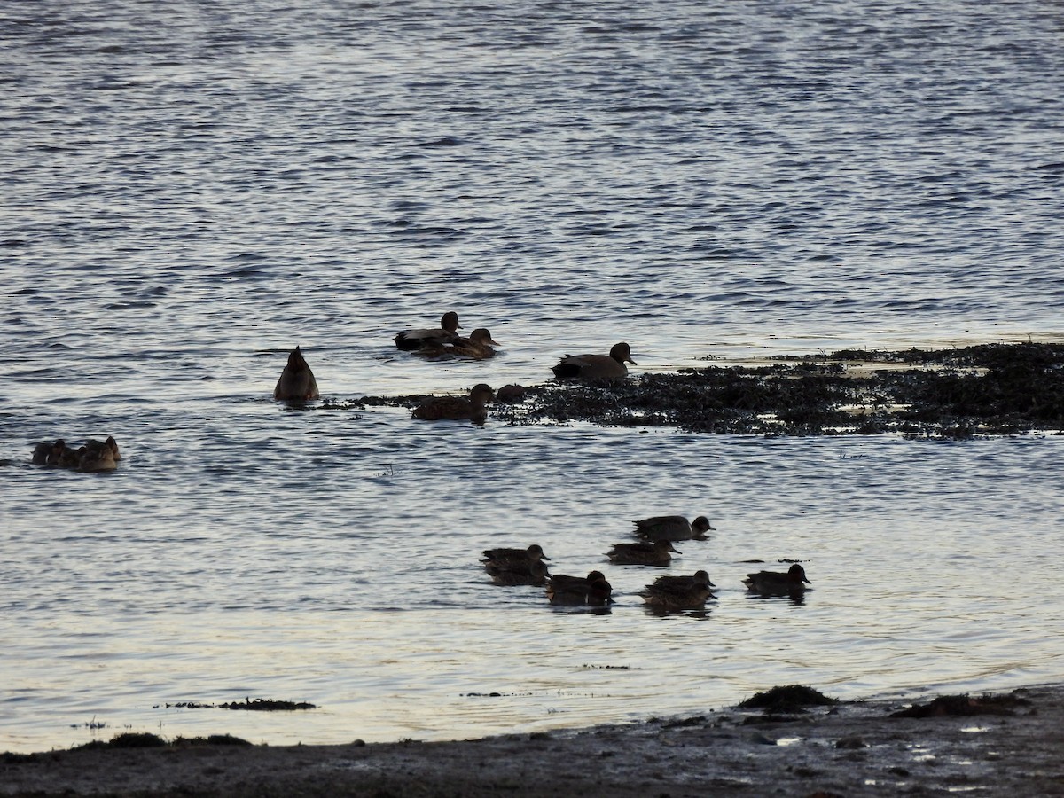 鴨亞科(鴨類) - ML645236934