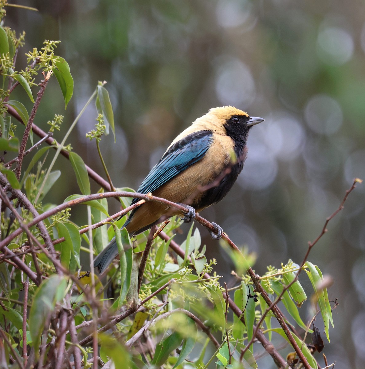 Burnished-buff Tanager - ML645236936