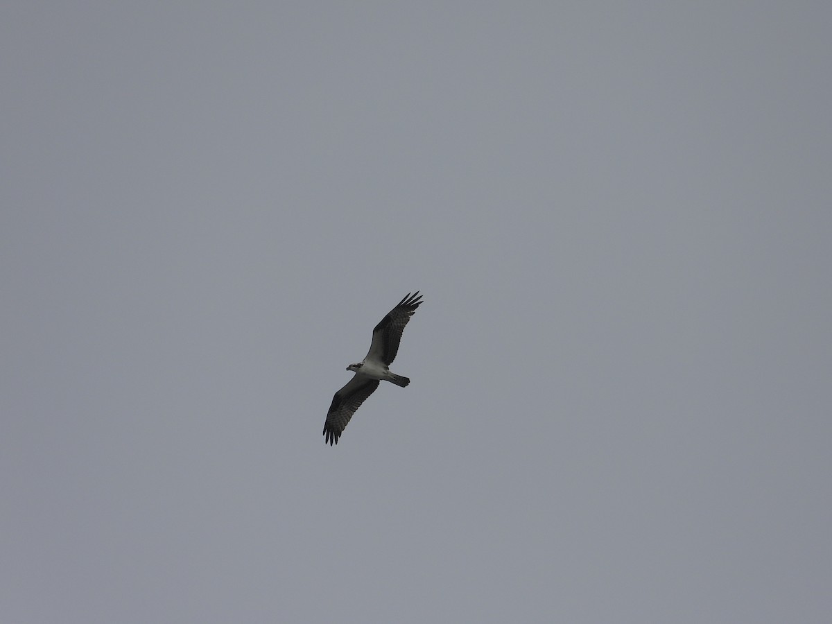 魚鷹 - ML645236938