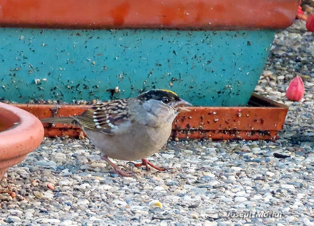 Golden-crowned Sparrow - ML645236939