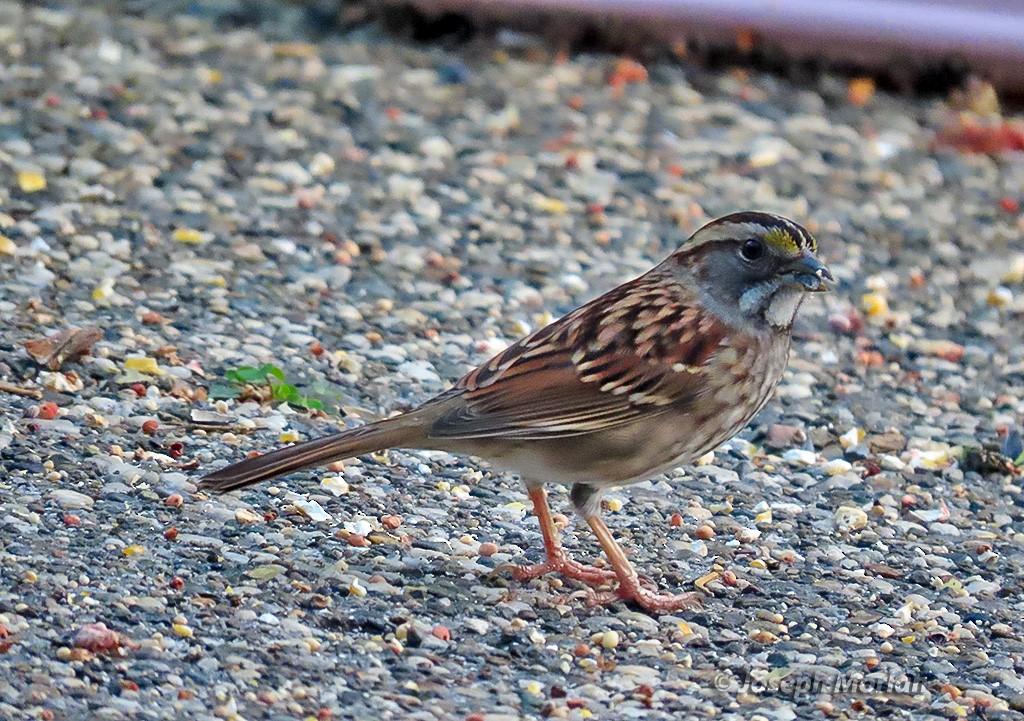 White-throated Sparrow - ML645236942