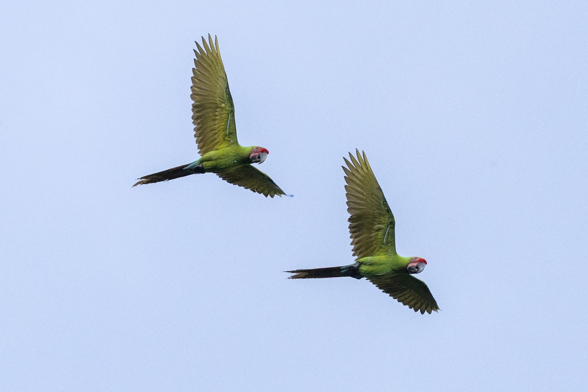 Great Green Macaw - ML645236946