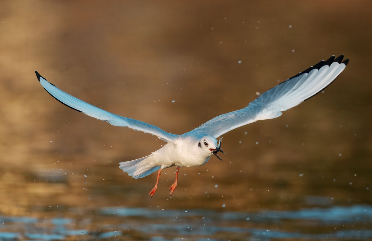 Bonaparte's Gull - ML645236947