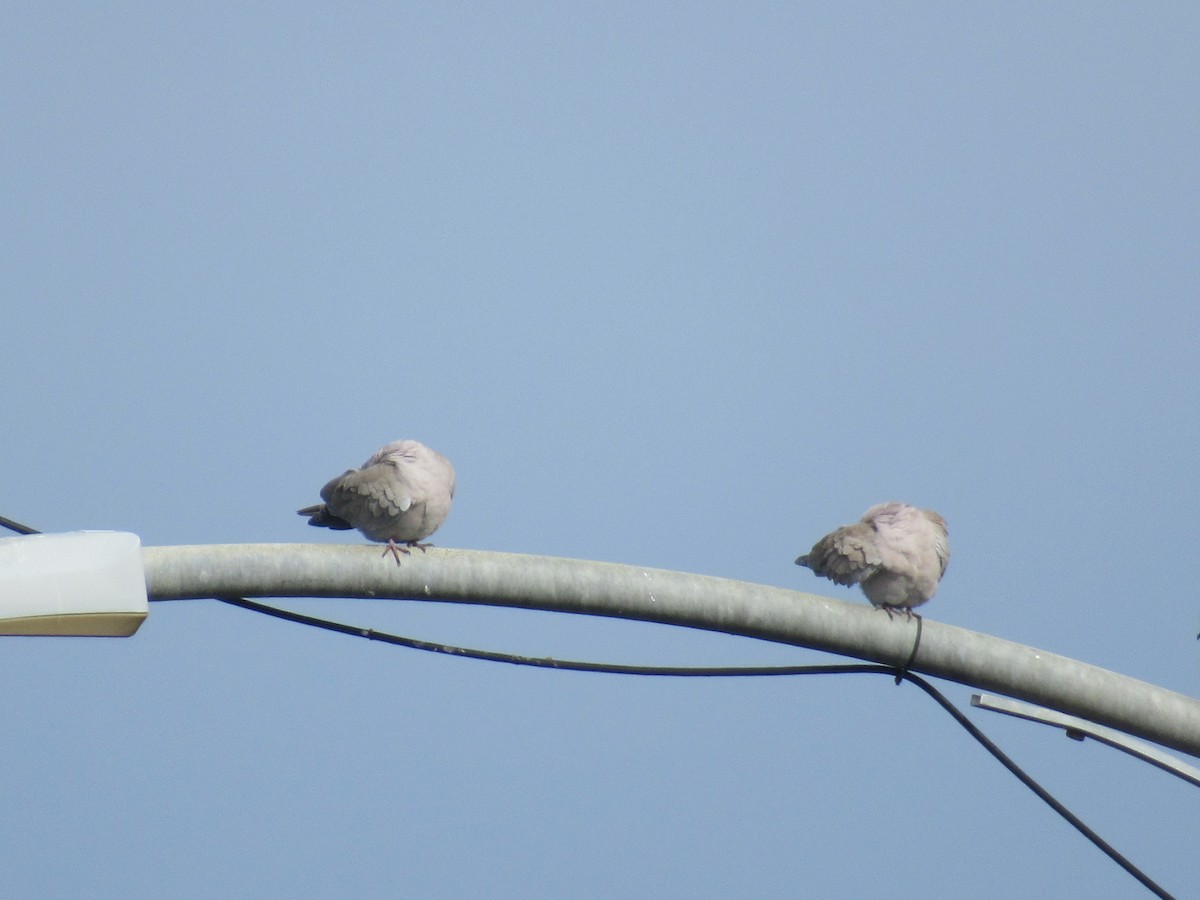 灰斑鳩 - ML645236948