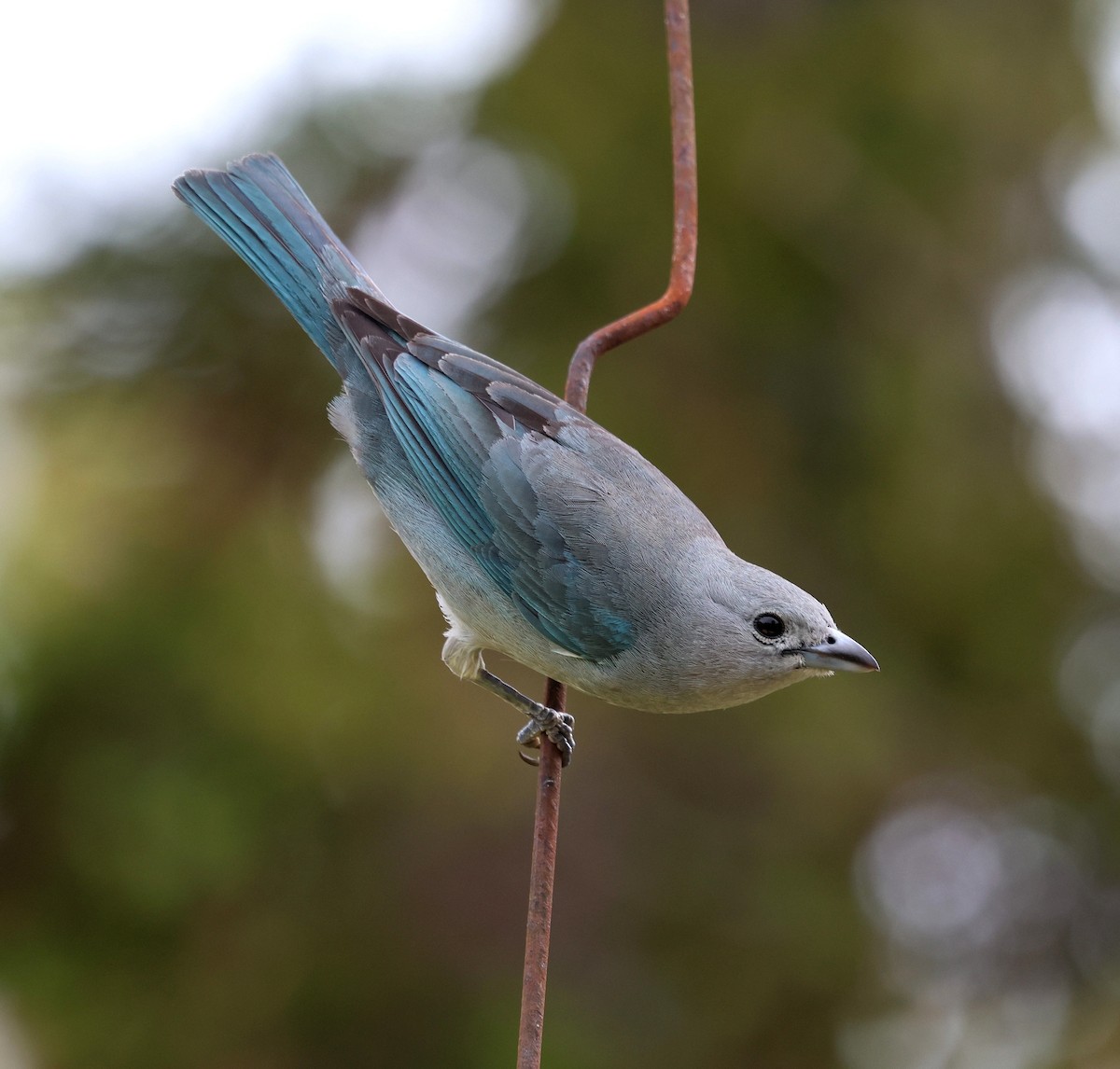 Sayaca Tanager - ML645236950