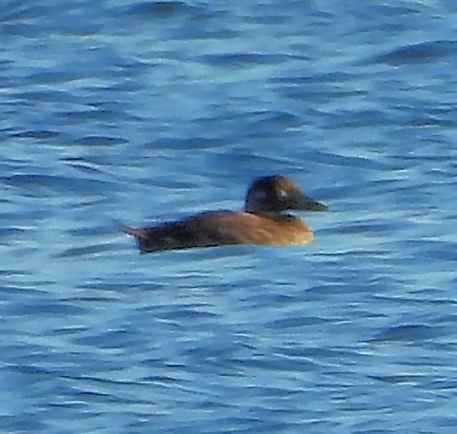 Surf Scoter - ML645236952