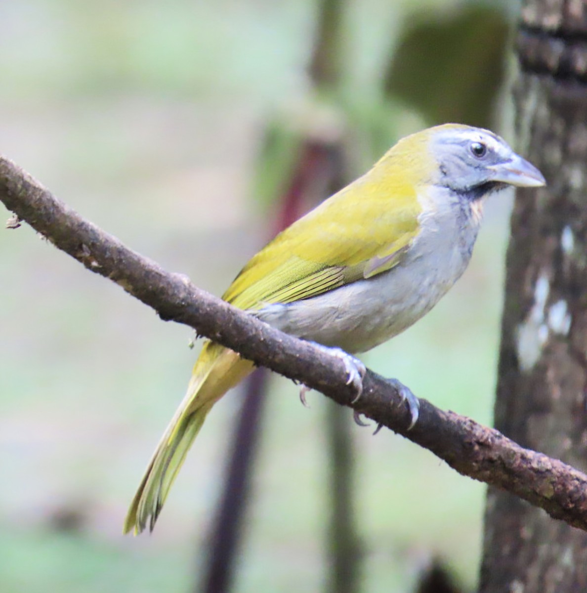 Buff-throated Saltator - ML645236954