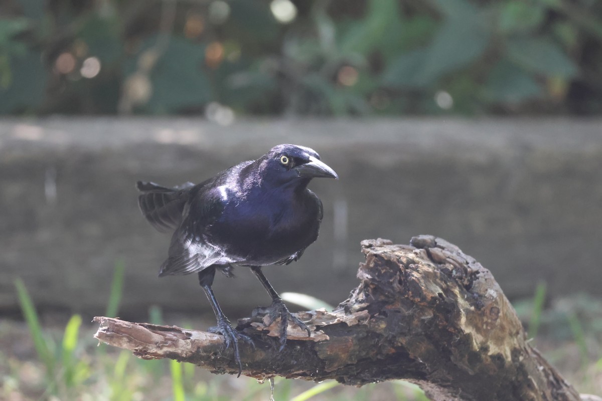 Great-tailed Grackle - ML645236959