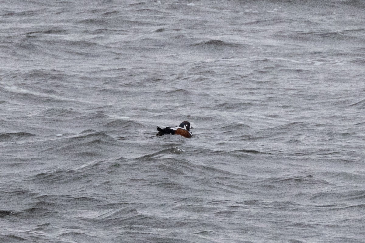 Harlequin Duck - ML645236972