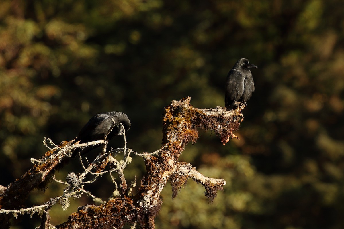 Large-billed Crow - ML645236982