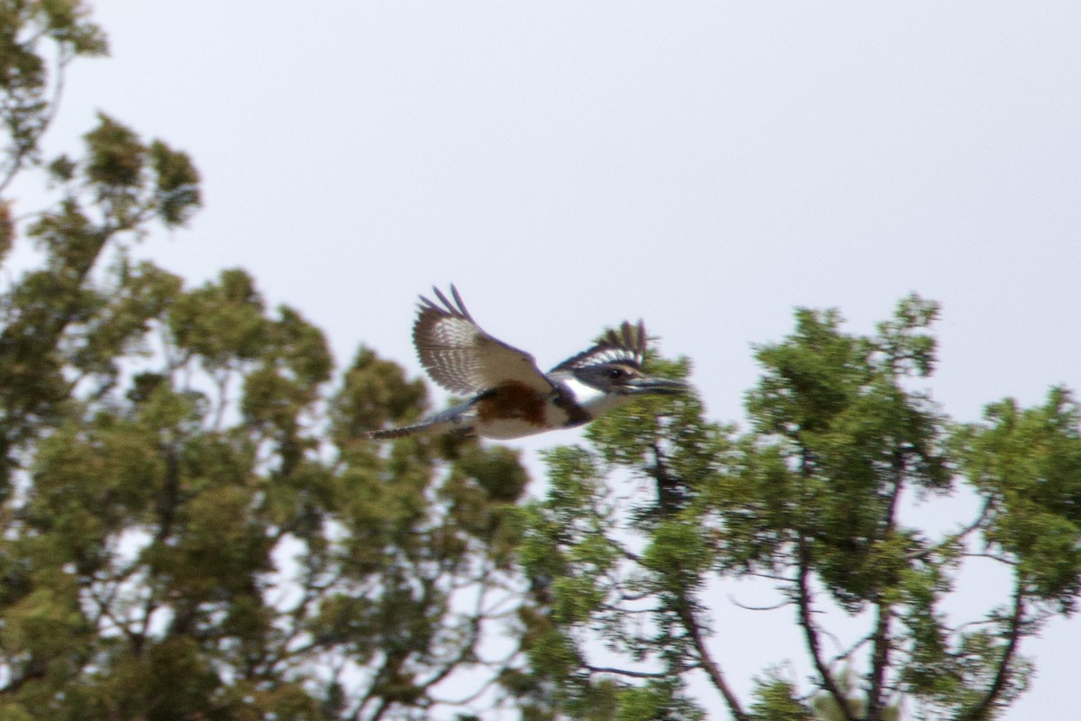 Belted Kingfisher - ML645236989