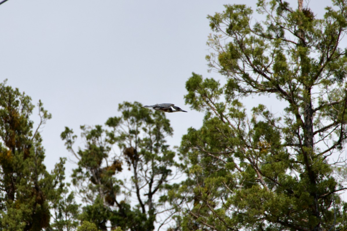 Belted Kingfisher - ML645236990