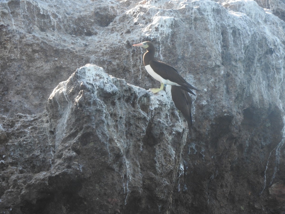 Cocos Booby - ML645236991