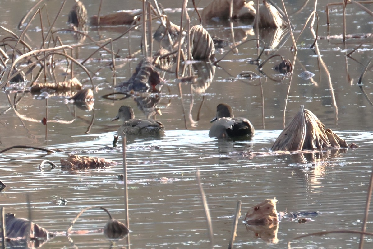 Нерозень - ML645236994