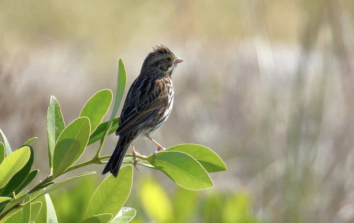 Пасовник савановий - ML645237002