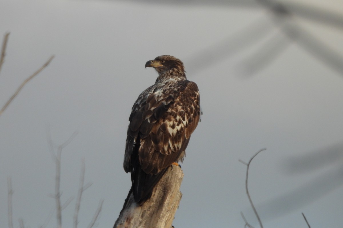 ハクトウワシ - ML645237003