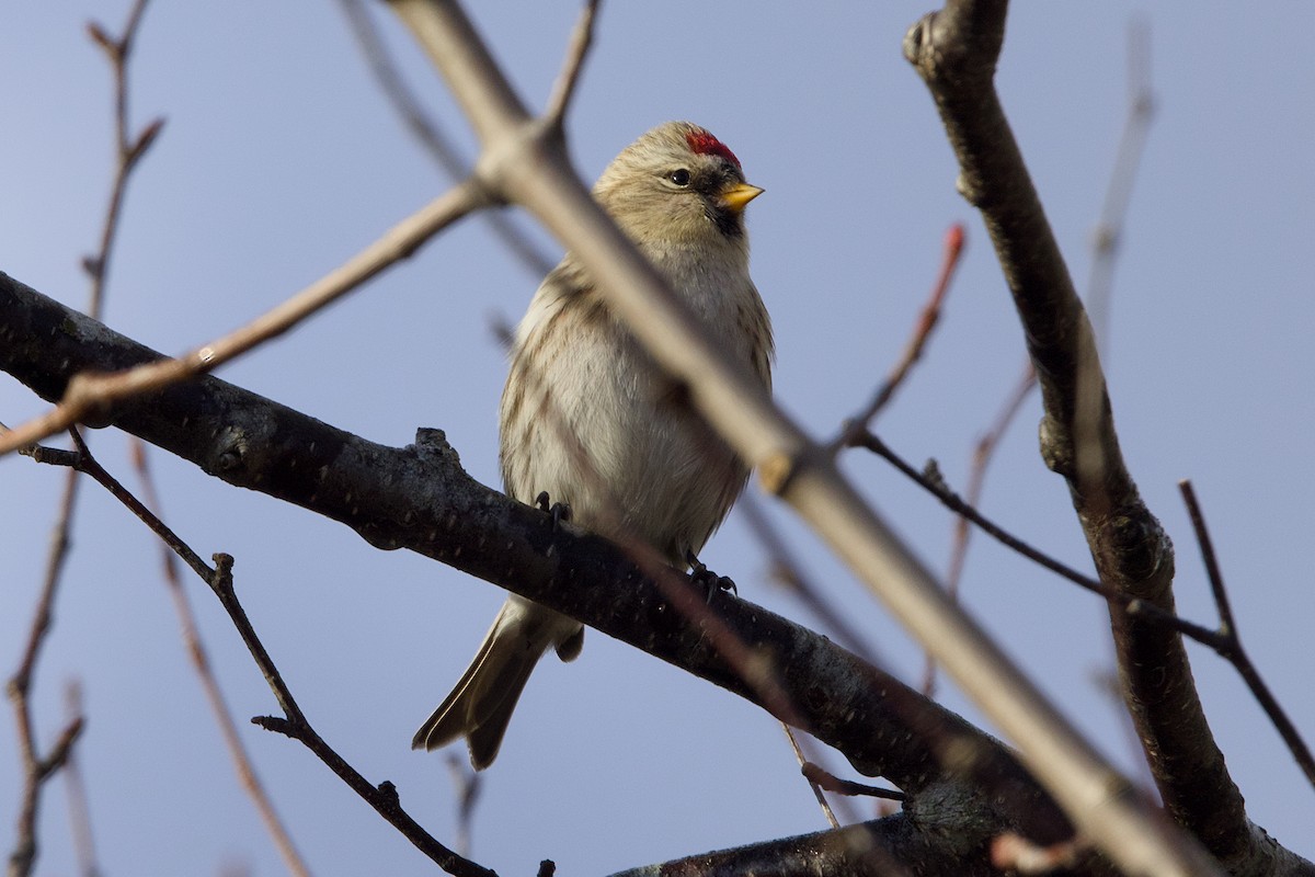 普通朱頂雀 - ML645237007