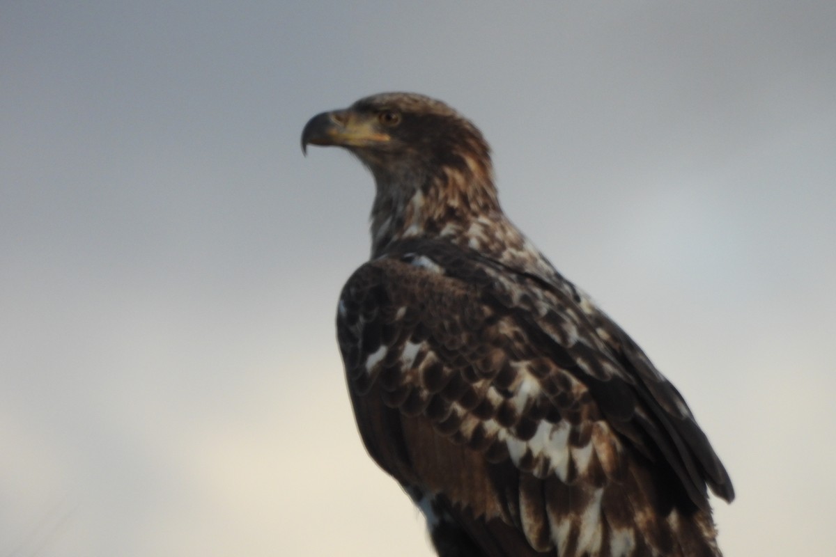 ハクトウワシ - ML645237008