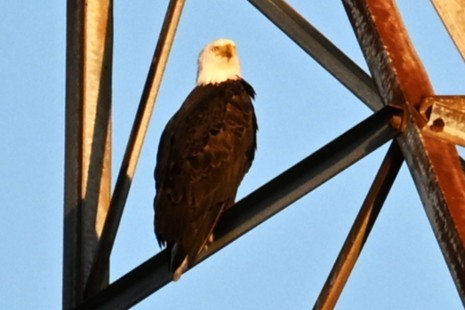 ハクトウワシ - ML645237018