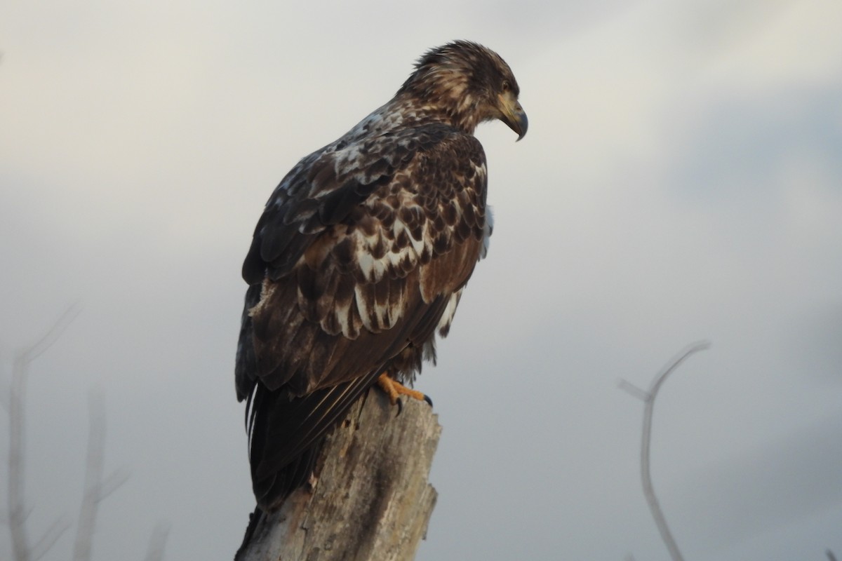 ハクトウワシ - ML645237023