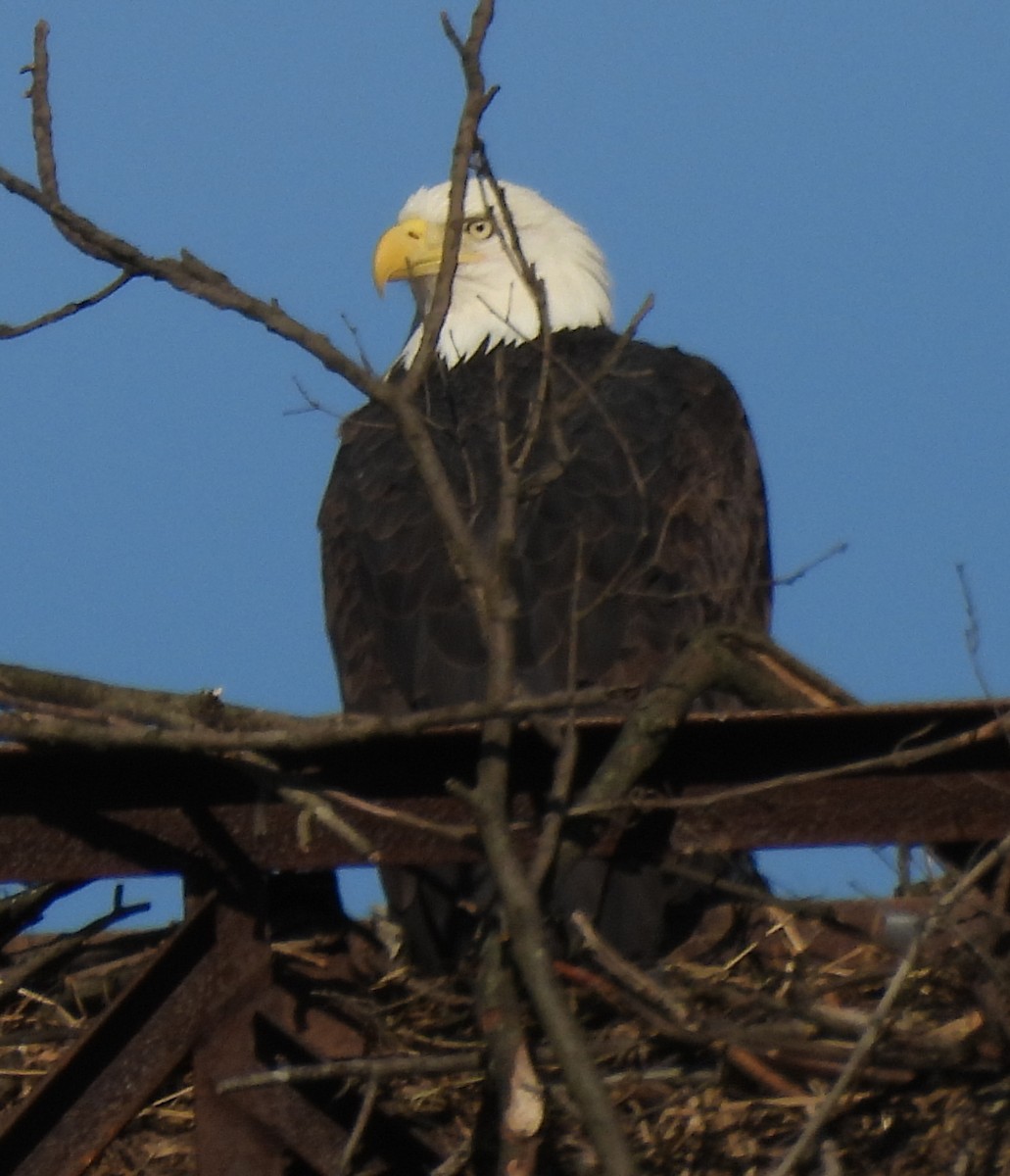 ハクトウワシ - ML645237029