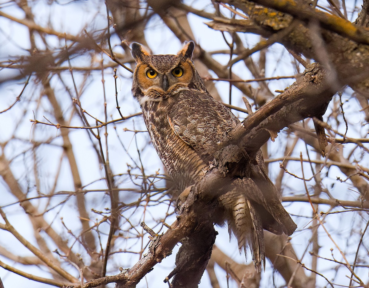 Great Horned Owl - ML645237072