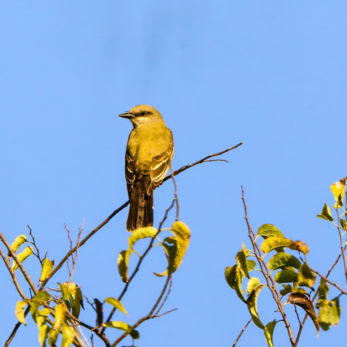 Western Kingbird - ML645237073