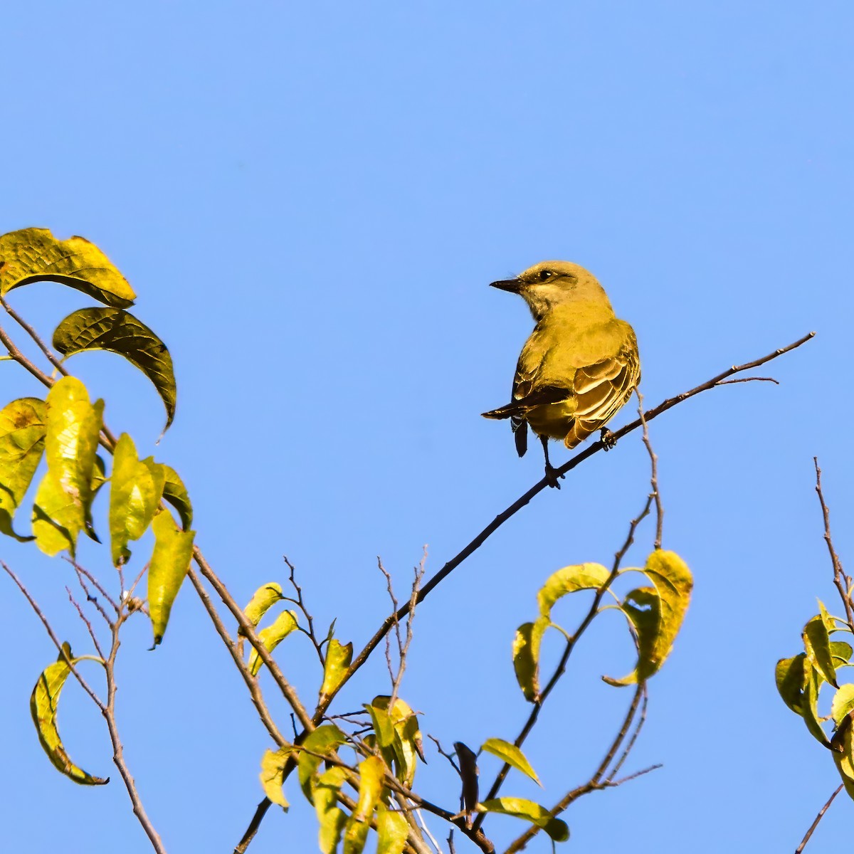 Western Kingbird - ML645237074