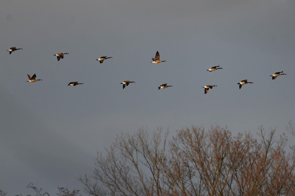 Canada Goose - ML645237078