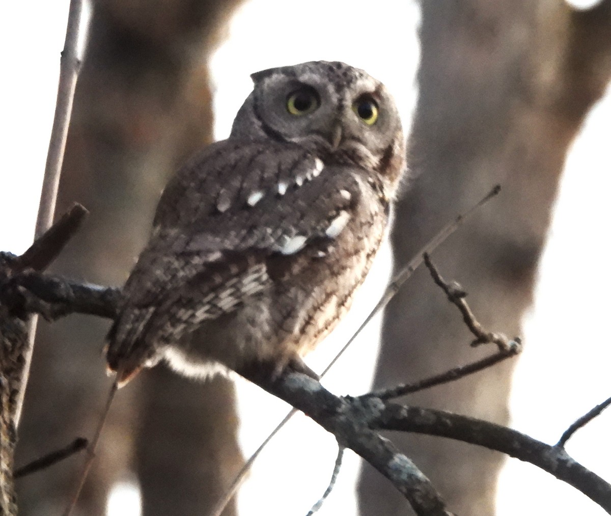 Eastern Screech-Owl - ML645237079