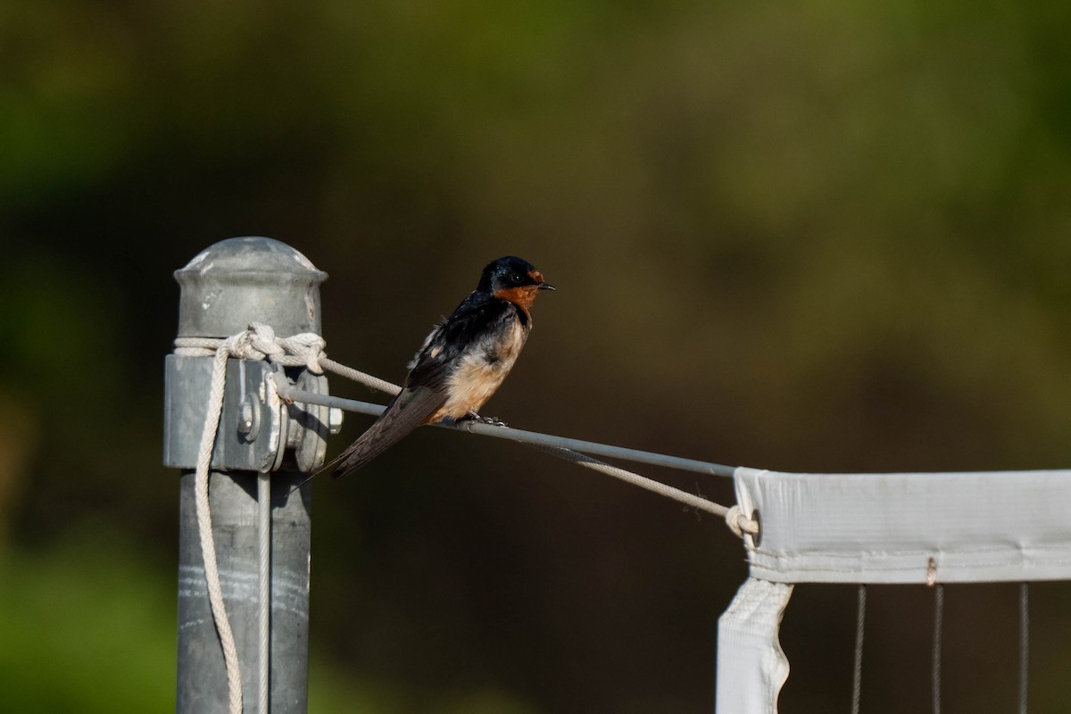 vlaštovka obecná - ML645237082